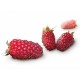 Pure Tayberry 1 kg FRUTIER